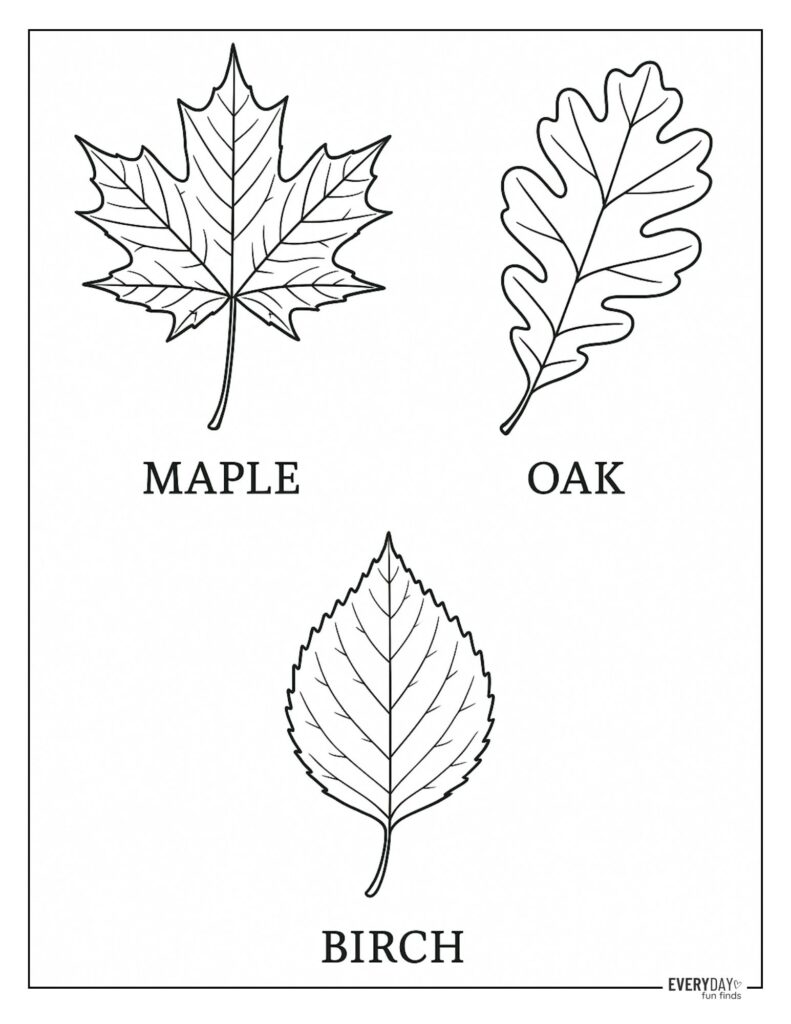 Labeled Fall Leaves Coloring Page